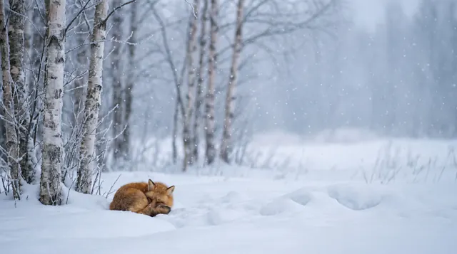 A red fox curled asleep in deep snow beside white birch trunks, with snowflakes in the air and a misty forest.